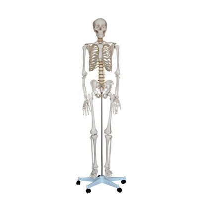 Modelo anatómico humano de 180 cm de altura ideal para la enseñanza y la educación médica