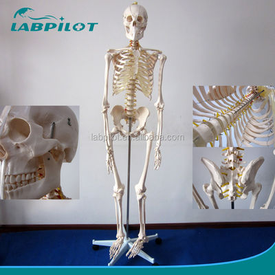 Modelo anatómico humano de 180 cm de altura ideal para la enseñanza y la educación médica
