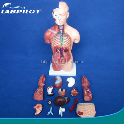Modelo de torso sin sexo de 42 cm con órganos internos de 18 partes y modelo de anatomía del torso detallado