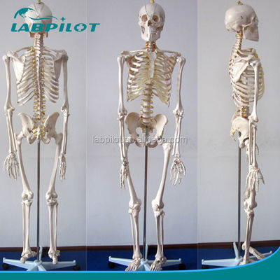 Modelo anatómico humano de 180 cm de altura ideal para la enseñanza y la educación médica