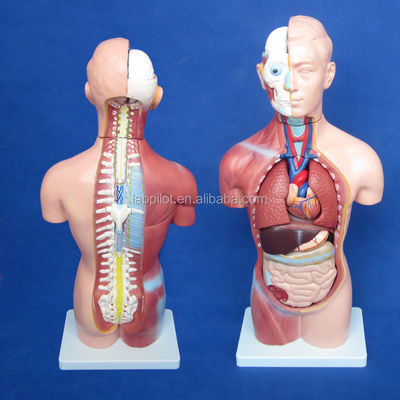 Modelo de torso sin sexo de 42 cm con órganos internos de 18 partes y modelo de anatomía del torso detallado