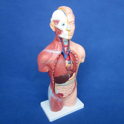 Modelo de torso sin sexo de 42 cm con órganos internos de 18 partes y modelo de anatomía del torso detallado