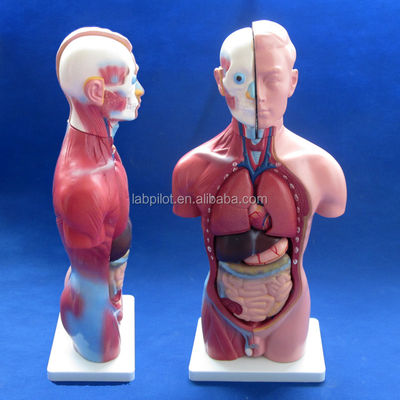 Demostración anatómica 42CM Torso masculino con órganos internos 13 partes Modelo anatómico