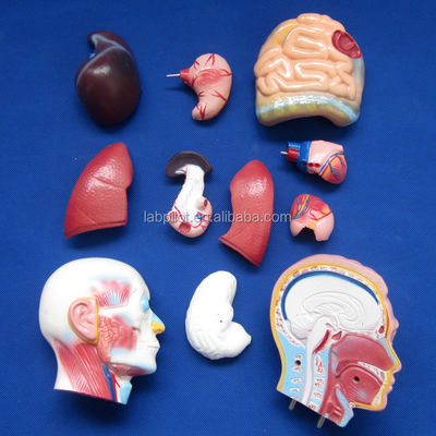 Demostración anatómica 42CM Torso masculino con órganos internos 13 partes Modelo anatómico