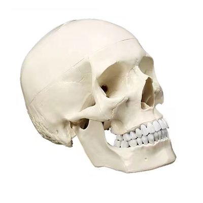 Herramienta de enseñanza de anatomía humana de tamaño natural de lujo