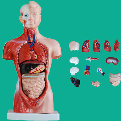 15 Partes Modelo anatómico del tronco esencial para comprender la estructura del cuerpo humano