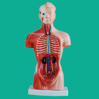 15 Partes Modelo anatómico del tronco esencial para comprender la estructura del cuerpo humano