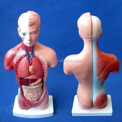 15 Partes Modelo anatómico del tronco esencial para comprender la estructura del cuerpo humano
