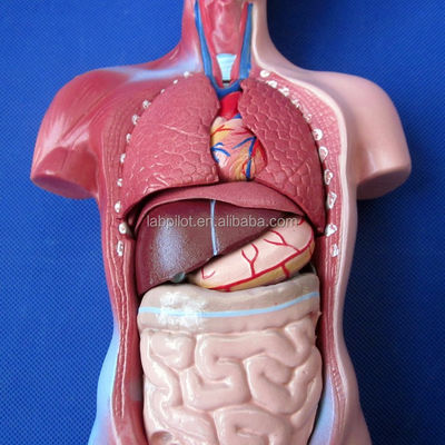 15 Partes Modelo anatómico del tronco esencial para comprender la estructura del cuerpo humano