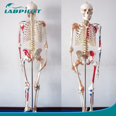 Modelo educativo de Ciencias Médicas Esqueleto de color alto de 180 cm con músculos y ligamentos