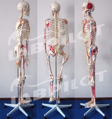 Modelo educativo de Ciencias Médicas Esqueleto de color alto de 180 cm con músculos y ligamentos