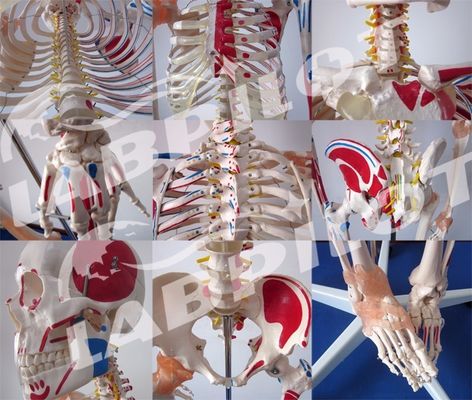 Modelo educativo de Ciencias Médicas Esqueleto de color alto de 180 cm con músculos y ligamentos