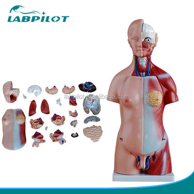Demonstración anatómica 23 partes Modelo del torso con órganos internos Función del hígado