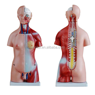 Demonstración anatómica 23 partes Modelo del torso con órganos internos Función del hígado