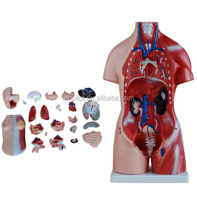 Demonstración anatómica 23 partes Modelo del torso con órganos internos Función del hígado