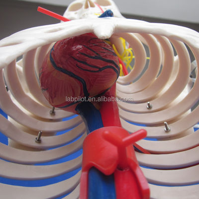 Ciencias Médicas Modelo avanzado de esqueleto humano de PVC con nervios y vasos sanguíneos