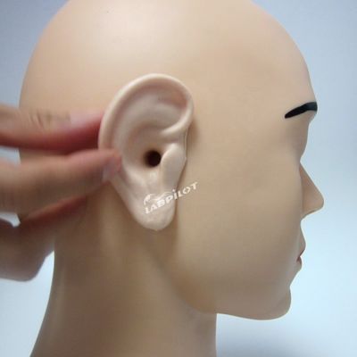 Modelo de oreja viva de tamaño humano La herramienta definitiva para el simulador de entrenamiento de riego de orejas