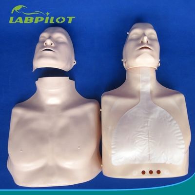 Formación de primeros auxilios de tipo sencillo de resuscitación cardiopulmonar de medio cuerpo maniquí para instalación de capacitación escolar