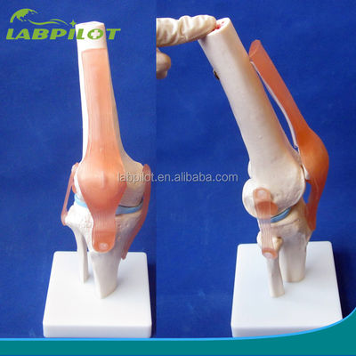 Modelo anatómico de la articulación de la rodilla humana para la educación médica Diseño realista y detallado