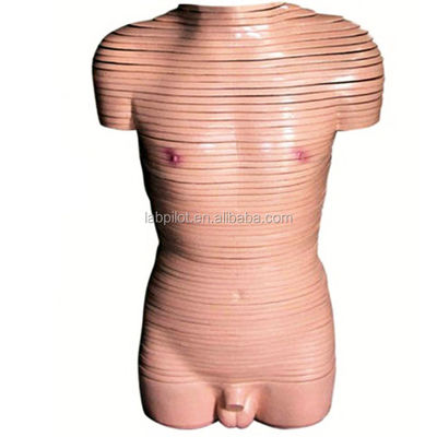 Demostración anatómica Modelo de sección transversal del torso masculino Modelos anatómicos humanos