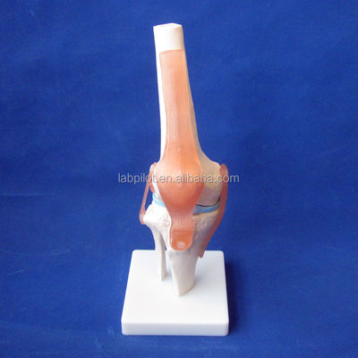 Modelo anatómico de la articulación de la rodilla humana para la educación médica Diseño realista y detallado