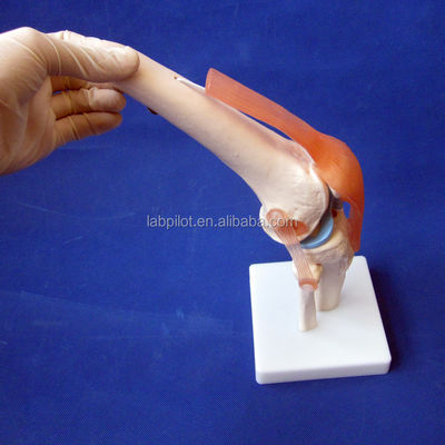 Modelo anatómico de la articulación de la rodilla humana para la educación médica Diseño realista y detallado