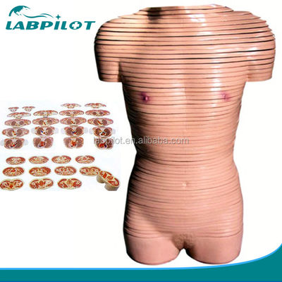 Modelo de anatomía de sección transversal del torso femenino de tamaño humano recomendado para escuelas