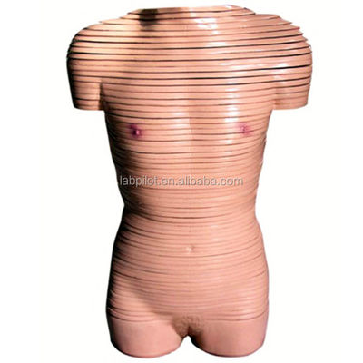 Modelo de anatomía de sección transversal del torso femenino de tamaño humano recomendado para escuelas