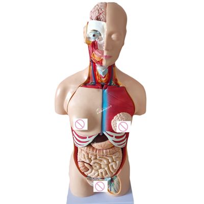 85CM Unisexo Torso maniquí Órganos internos Modelo de anatomía Modelos de torso humano Categoría