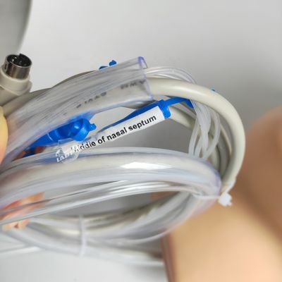 Modelo vivo de hemorragia nasal para pacientes