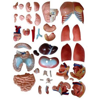 85CM Unisexo Torso maniquí Órganos internos Modelo de anatomía Modelos de torso humano Categoría