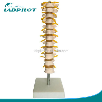 Modelo educativo de columna vertebral Columna vertebral torácica con nervios y discos intervertebrales