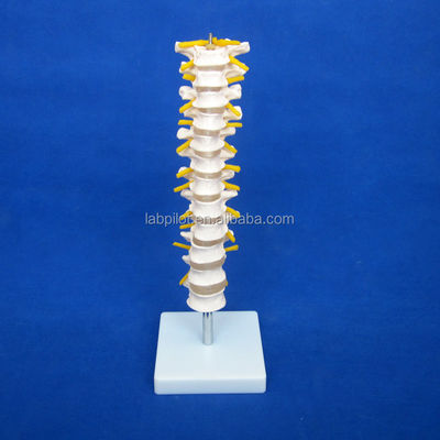 Modelo educativo de columna vertebral Columna vertebral torácica con nervios y discos intervertebrales