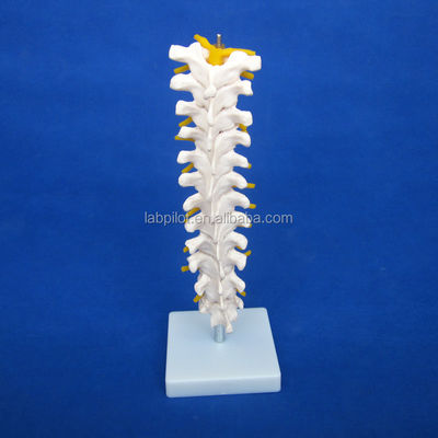 Modelo educativo de columna vertebral Columna vertebral torácica con nervios y discos intervertebrales