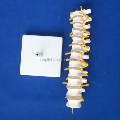 Modelo educativo de columna vertebral Columna vertebral torácica con nervios y discos intervertebrales