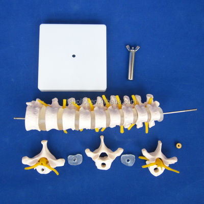 Modelo educativo de columna vertebral Columna vertebral torácica con nervios y discos intervertebrales