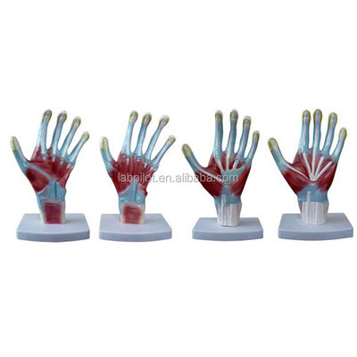 Artículo Modelos de anatomía de la palma de la mano tamaño de la vida humana Modelo de mano para instrumentos de entrenamiento médico