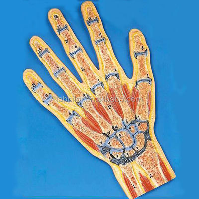 Modelo de anatomía de sección transversal de mano viva Modelo anatómico para la demostración de músculos humanos