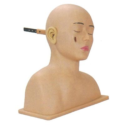 Modelo de otorrinolaringología para el entrenamiento avanzado en simulador de cabeza y oído humano de PVC