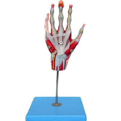 Músculos de las manos Vasos y nervios Modelo anatómico de la mano para mostrar la anatomía de la mano