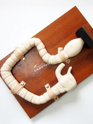 Entrenamiento con sigmoidoscopio humano con Vivid Large Intestine Model y simulador de tamaño natural