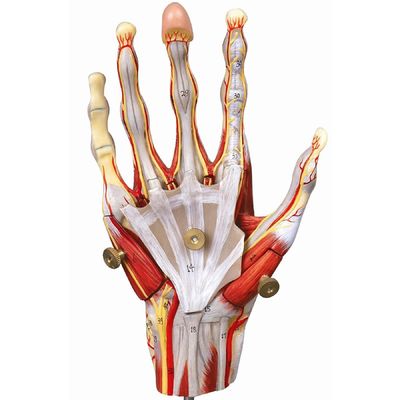 Músculos de las manos Vasos y nervios Modelo anatómico de la mano para mostrar la anatomía de la mano