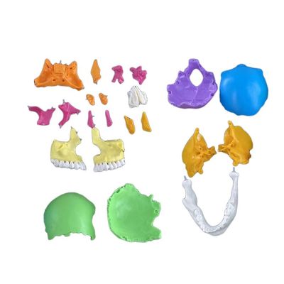 22 piezas Modelo de cráneo de plástico ideal para enseñar hueso humano en ciencia médica.