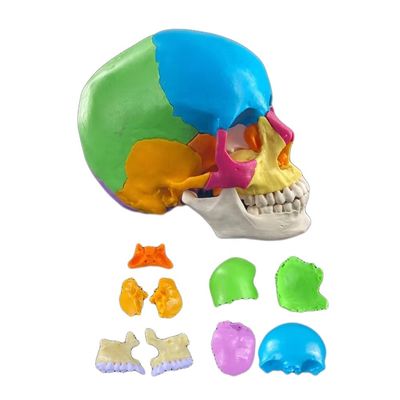 22 piezas Modelo de cráneo de plástico ideal para enseñar hueso humano en ciencia médica.