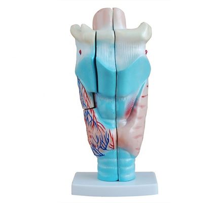 Modelo de enseñanza de anatomía de la laringe médica Modelo de garganta humana para demostración anatómica
