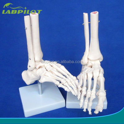 Modelos anatómicos humanos Modelo de la articulación del pie de tamaño natural con ligamentos y huesos del esqueleto