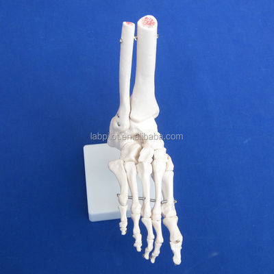 Modelos anatómicos humanos Modelo de la articulación del pie de tamaño natural con ligamentos y huesos del esqueleto