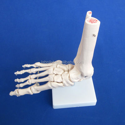 Modelos anatómicos humanos Modelo de la articulación del pie de tamaño natural con ligamentos y huesos del esqueleto