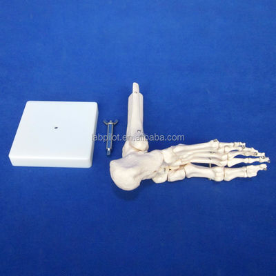 Modelos anatómicos humanos Modelo de la articulación del pie de tamaño natural con ligamentos y huesos del esqueleto