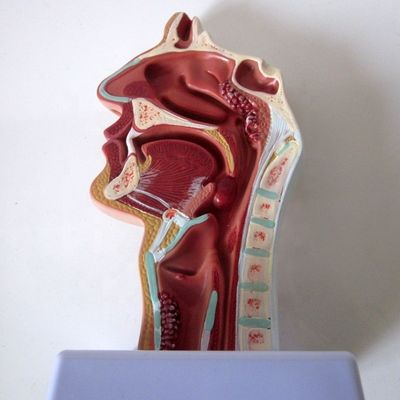 Modelo del sistema respiratorio altamente La cavidad nasal La cavidad oral La patología de la garganta y la faringe